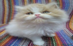 Persa gatos en venta: GATITO PERSA MACHO BLANCO Y CREMA - Imagen 1