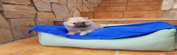 Pomerania perros en venta: Lulú de pomerania  en Barcelona - Anuncio 6