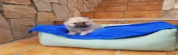 Pomerania perros en venta: Lulú de pomerania  en Barcelona - Anuncio 6