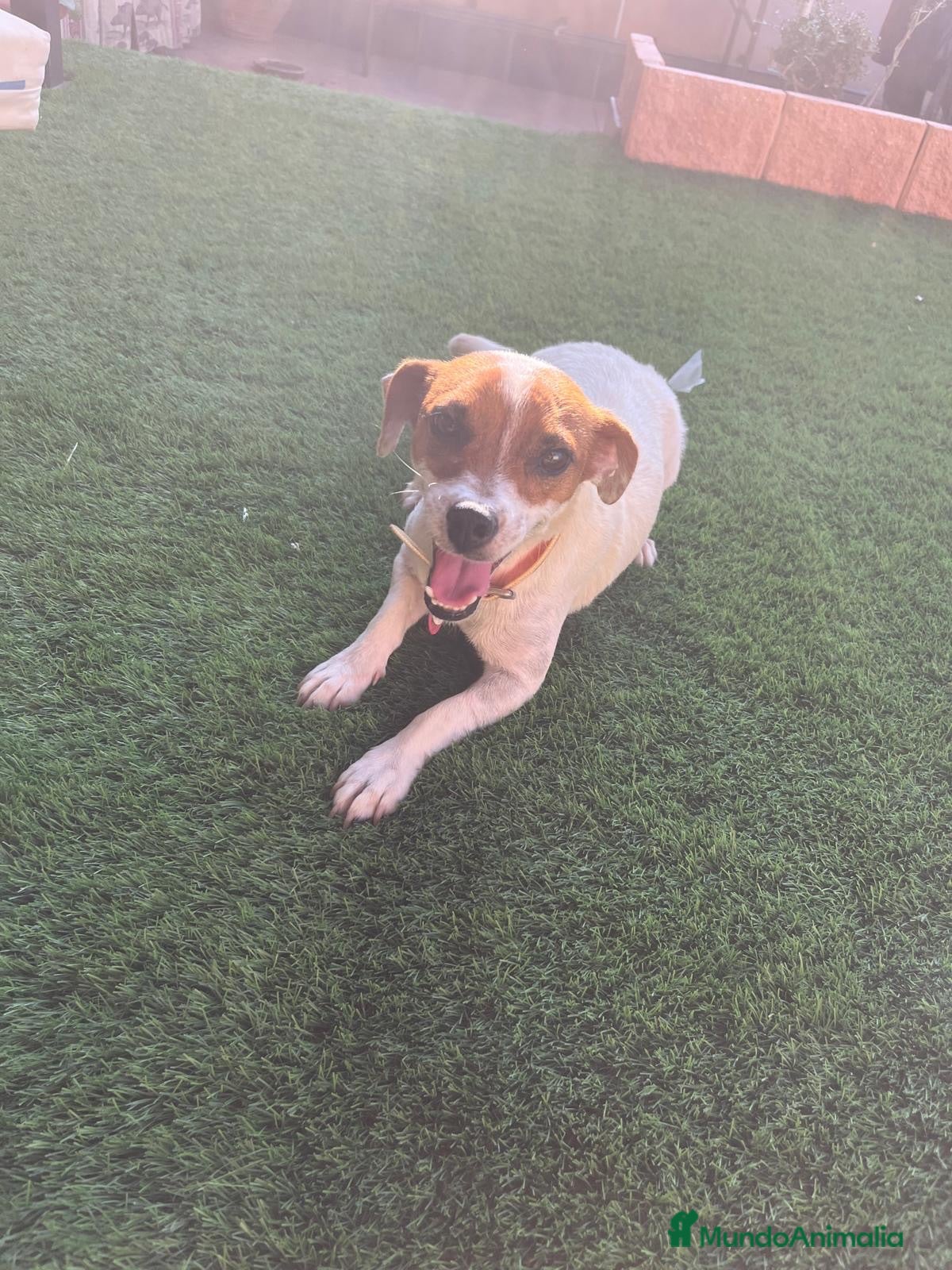Jack Russell Terrier perros Jack russell terrier  - Anuncio 1