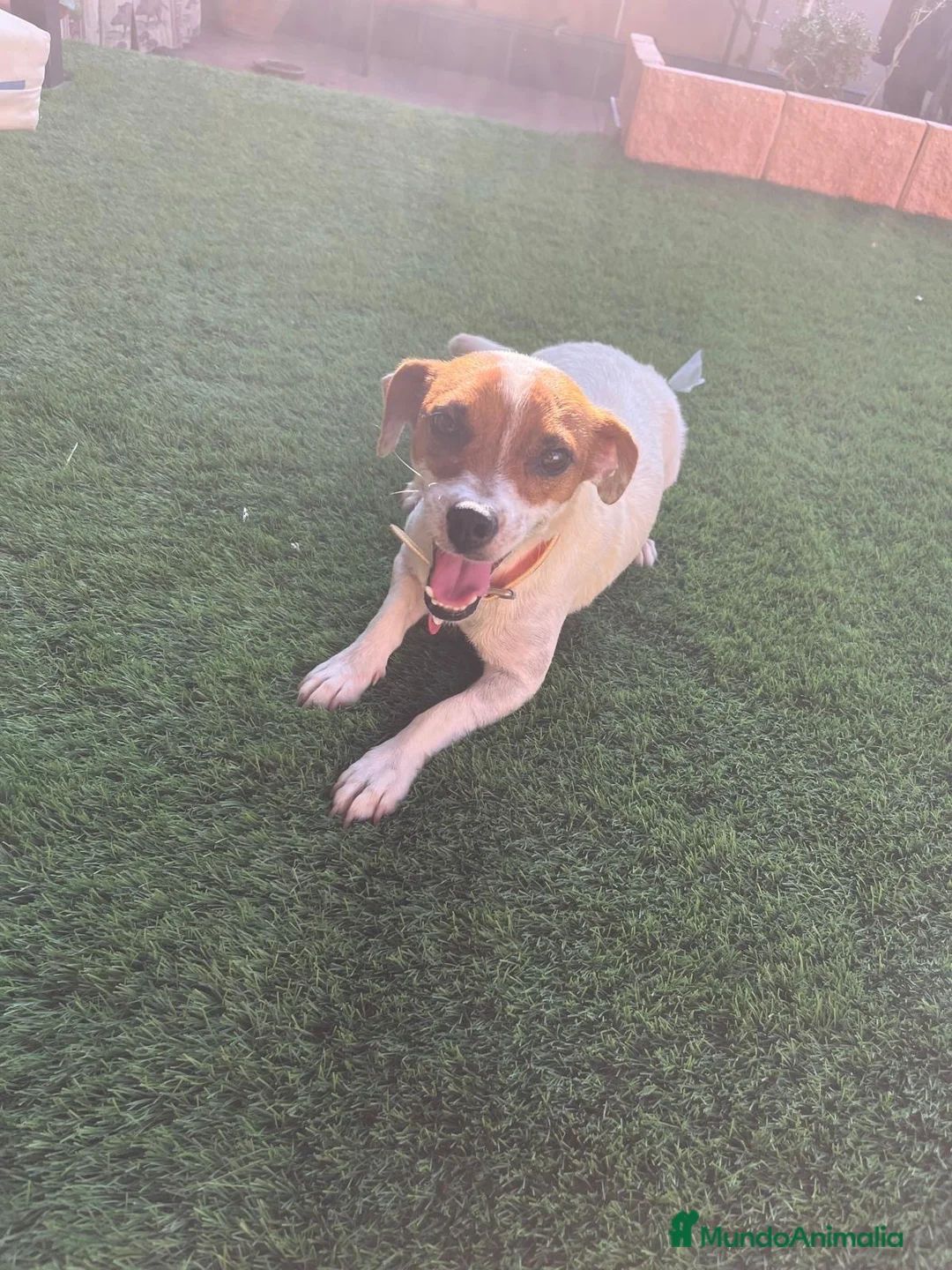 Jack Russell Terrier perros en venta: Jack russell terrier  - Anuncio 1