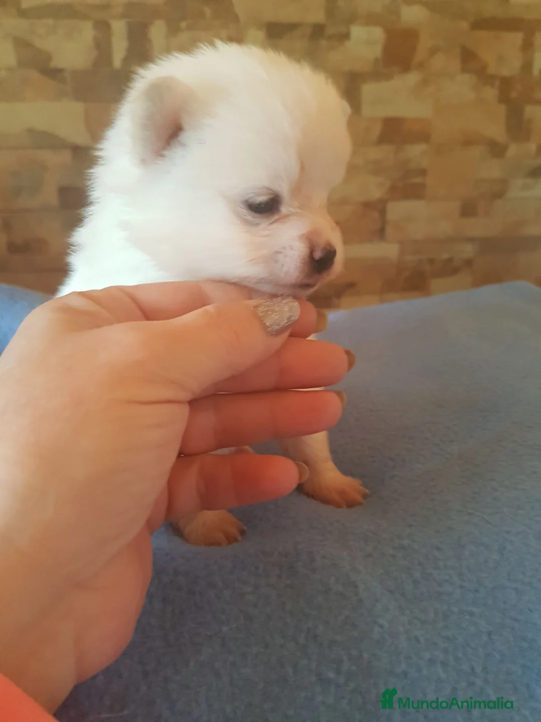 Pomerania perros en venta: Lulú de Pomerania en Barcelona - Anuncio 6