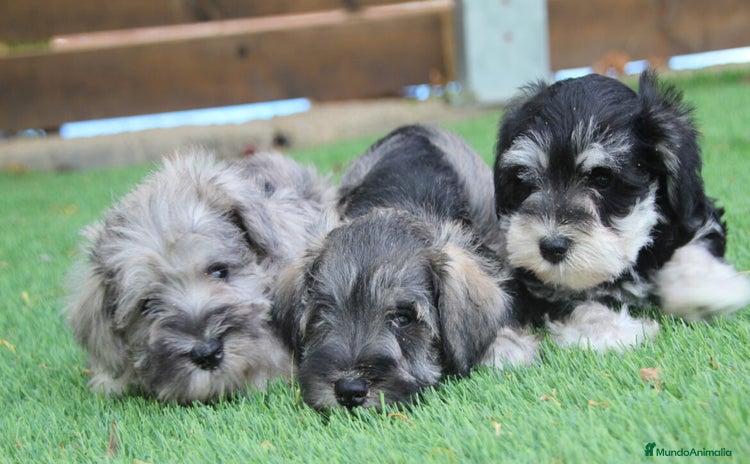 Schnauzer Miniatura perros - Anuncio 1