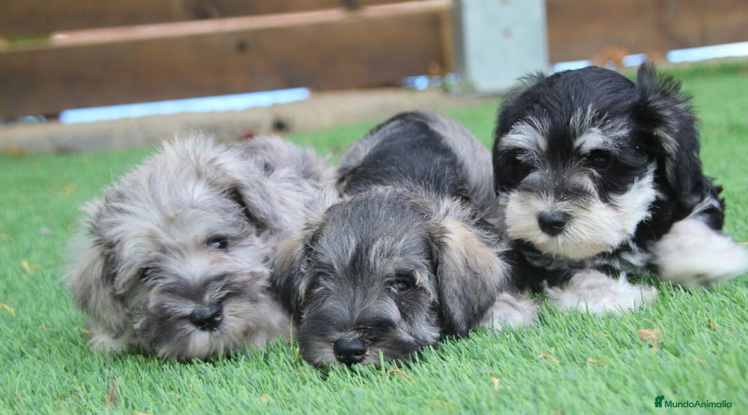 Schnauzer Miniatura perros en venta: Lindo cachorrín de Schnauzer Miniatura - Imagen 1