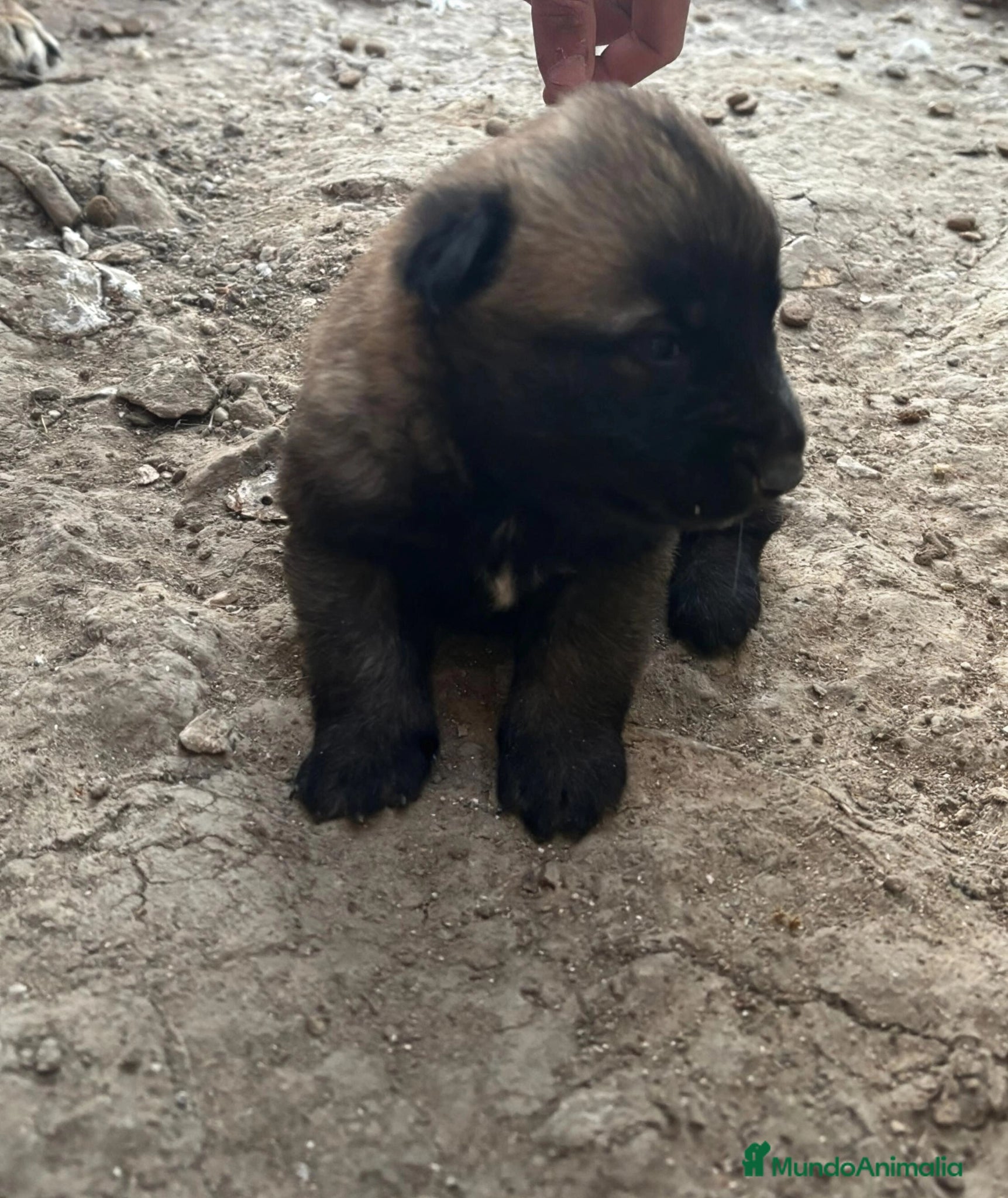 Pastor Belga Malinois perros Camada de pastor belga - Anuncio 5