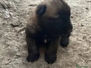 Pastor Belga Malinois perros Camada de pastor belga - Anuncio 5