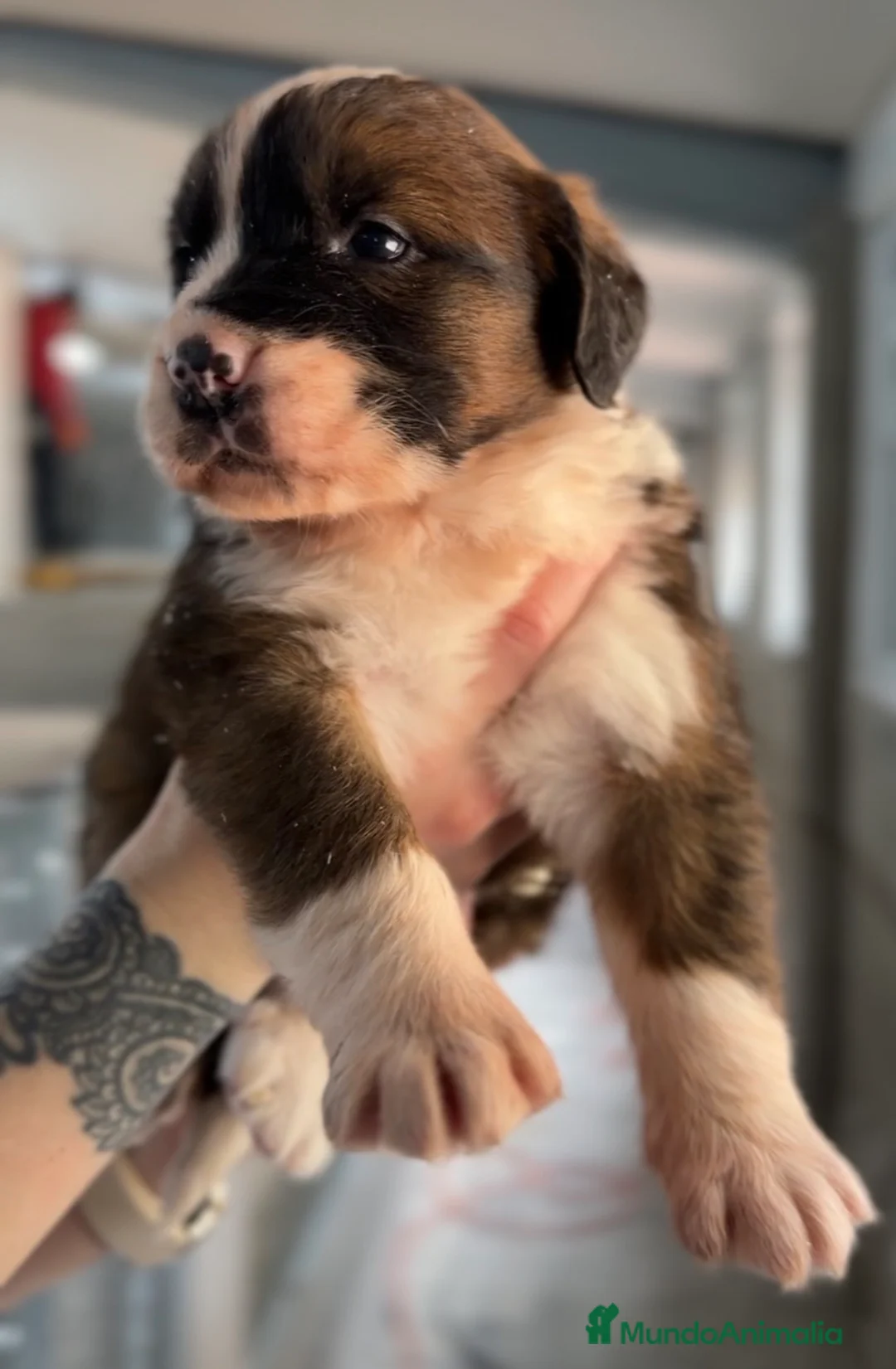 Raza Mixta perros en venta: San bernese  - Anuncio 3