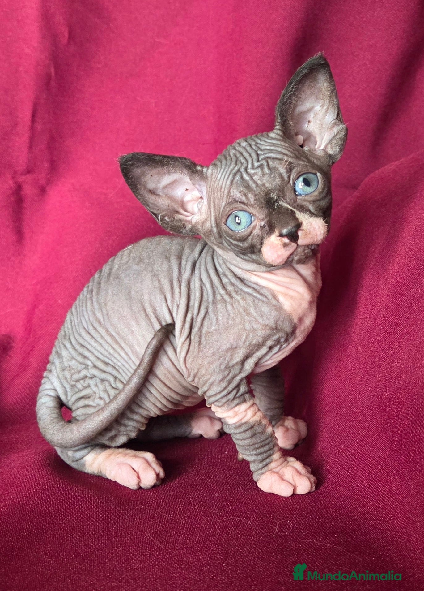 Sphynx gatos Gatito Sphynx  - Anuncio 1