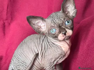 Sphynx gatos Gatito Sphynx - Anuncio 1