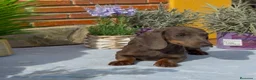 Teckel Miniatura perros en venta: Teckel mini gris - Anuncio 3