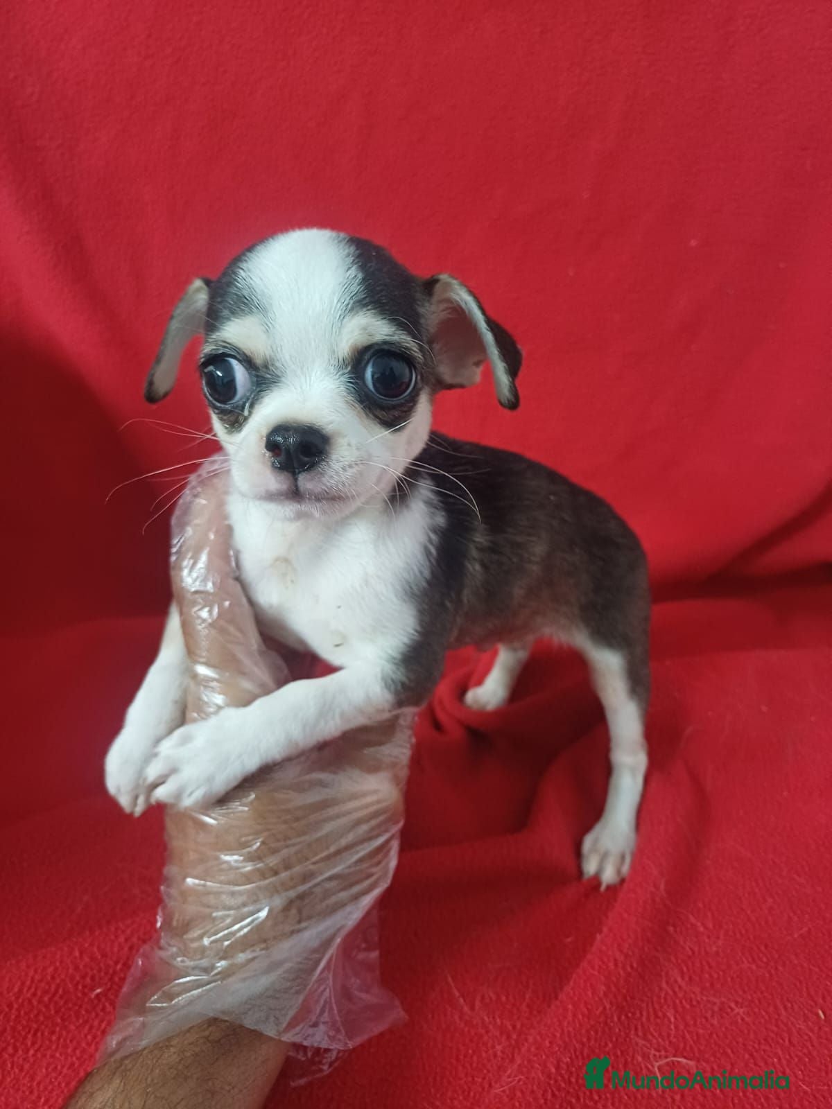 Chihuahua perros Chihuahua  - Anuncio 1
