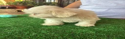 Shih Tzu perros en venta: Machos de shihtzu  - Anuncio 4