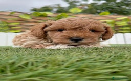 Caniche Toy perros en venta: CANICHE TOY MACHO - Imagen 5