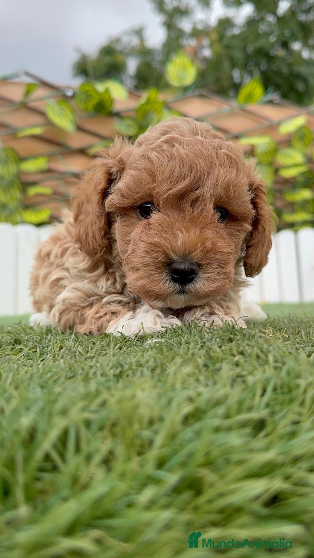 Caniche Toy perros en venta: CANICHE TOY MACHO - Imagen 5