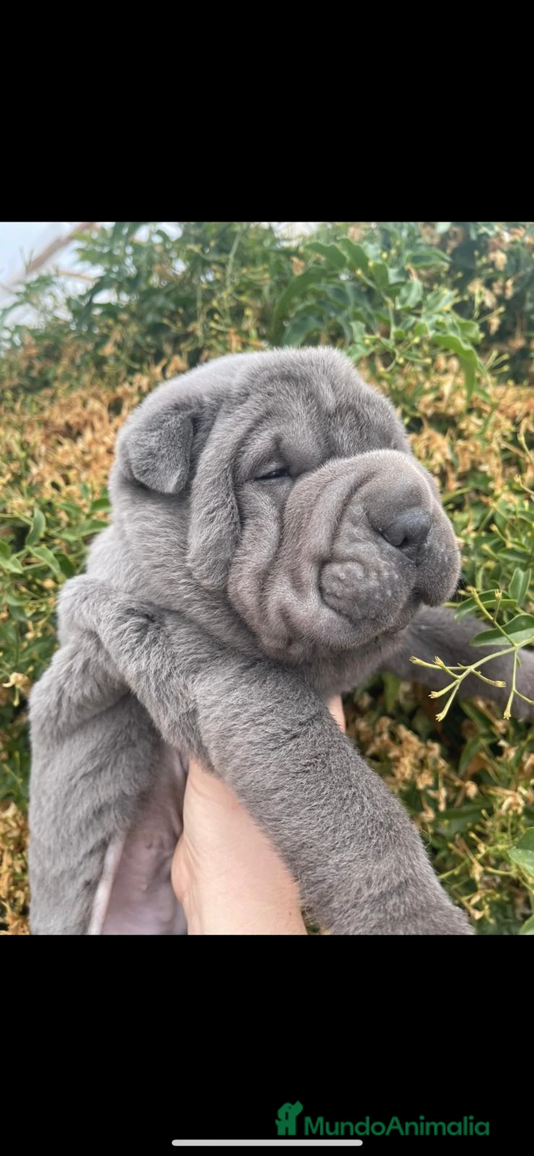 Shar Pei perros en venta: LOS SHARPEI MAS BONITOS Y SALUDABLES en Málaga - Anuncio 3