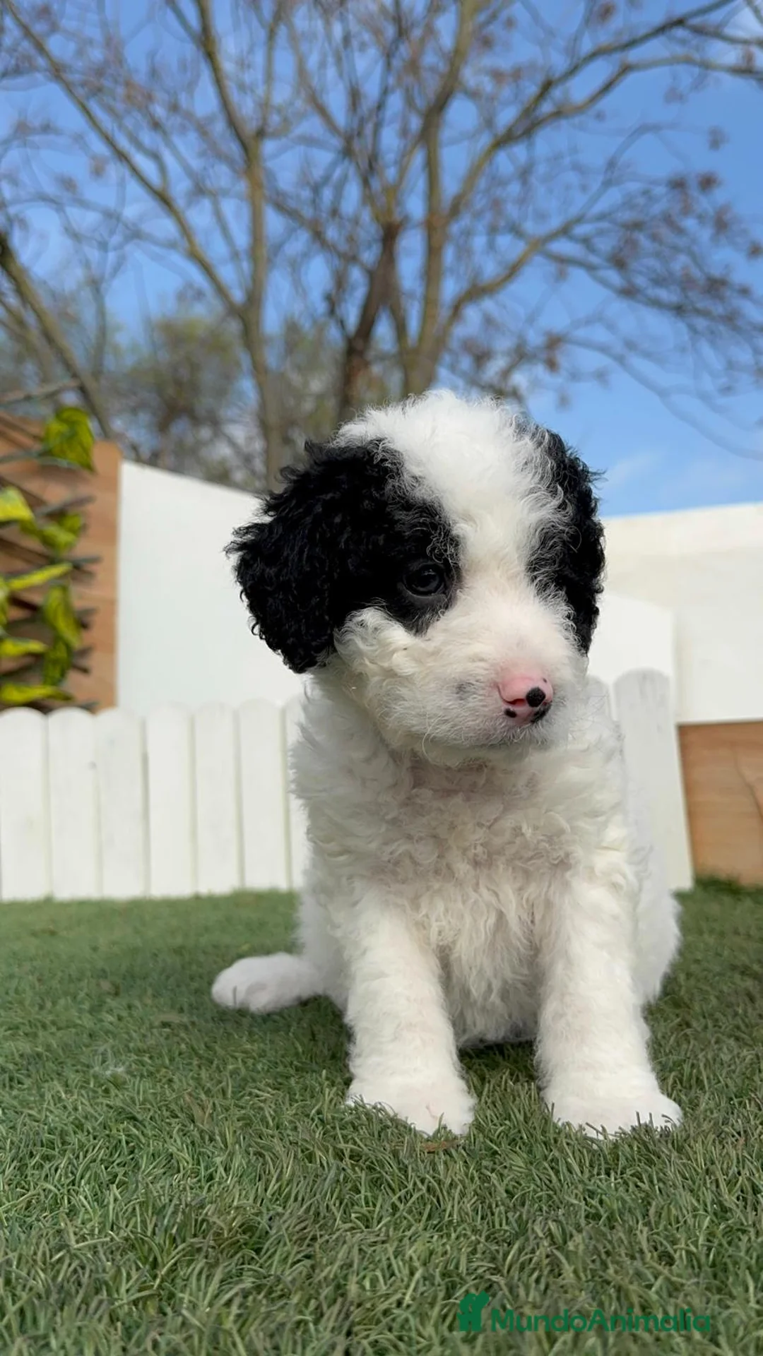 Perro de Agua Español perros en venta: PERRO DE AGUA HEMBRA - Anuncio 11