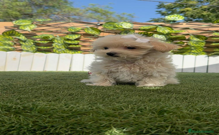 Maltipoo perros - Anuncio 1