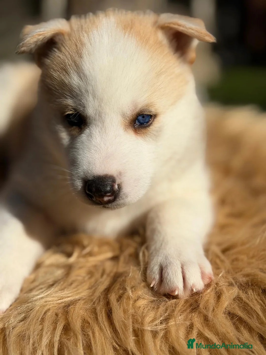 Husky Siberiano perros en venta: HUSKY PRECIOSOS CACHORROS - Anuncio 2