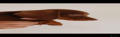 Teckel Miniatura 3