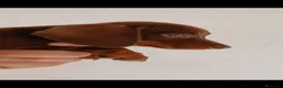Teckel Miniatura perros en venta: Tecker hembras - Anuncio 6