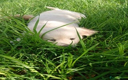 Golden Retriever perros en venta: Camada de Golden Retriever  - Imagen 8