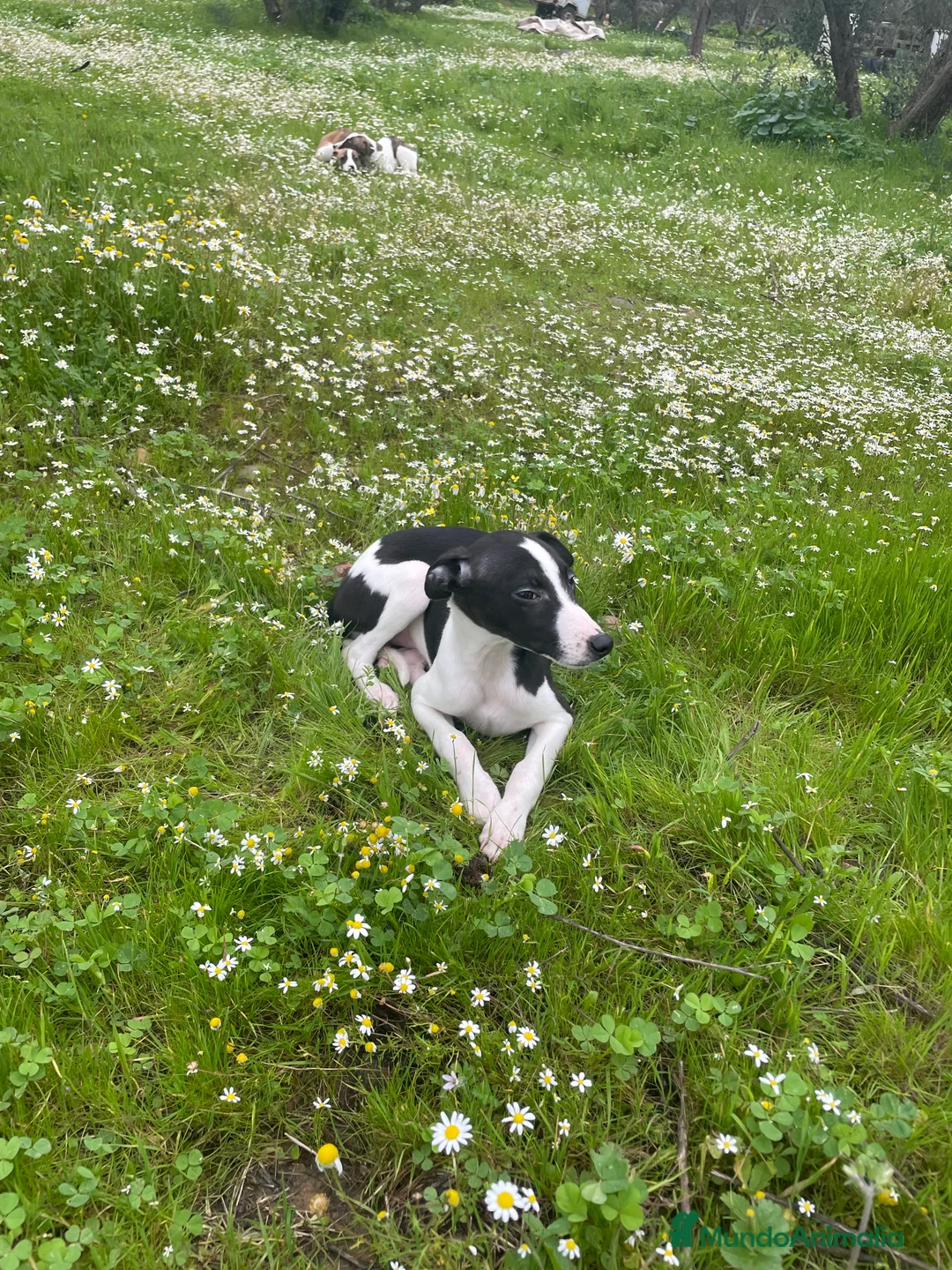 Whippet perros en venta: Whippet - Anuncio 4