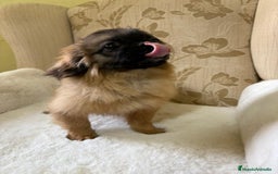 Pekinés perros en venta: Cachorros de Pekines Imperial hembras  - Imagen 9