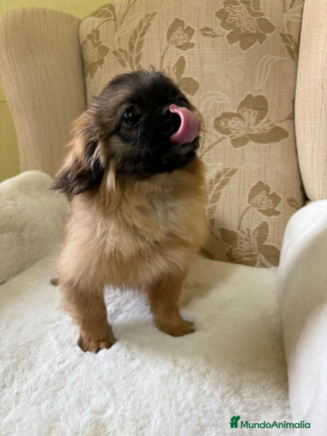 Pekinés perros en venta: Cachorros de Pekines Imperial hembras  - Imagen 9
