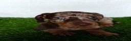 Teckel Miniatura perros en venta: Teckel mini 2 últimas hembras!! - Anuncio 6