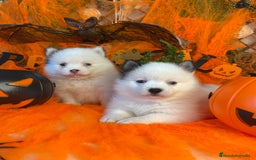 Pomsky perros en venta: Pomsky. Husky miniatura - Imagen 10