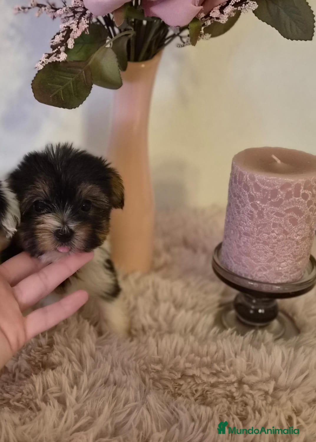 Biewer Yorkshire Terrier a la Pom Pon perros Yorkshire Biewer  - Anuncio 3