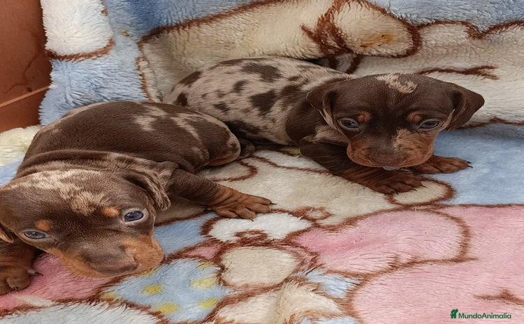 Teckel Miniatura perros - Anuncio 4