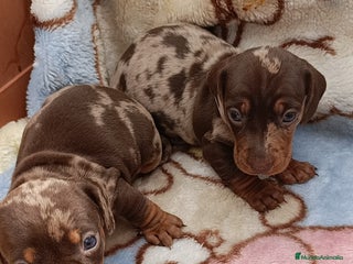 Teckel Miniatura perros - Anuncio 1