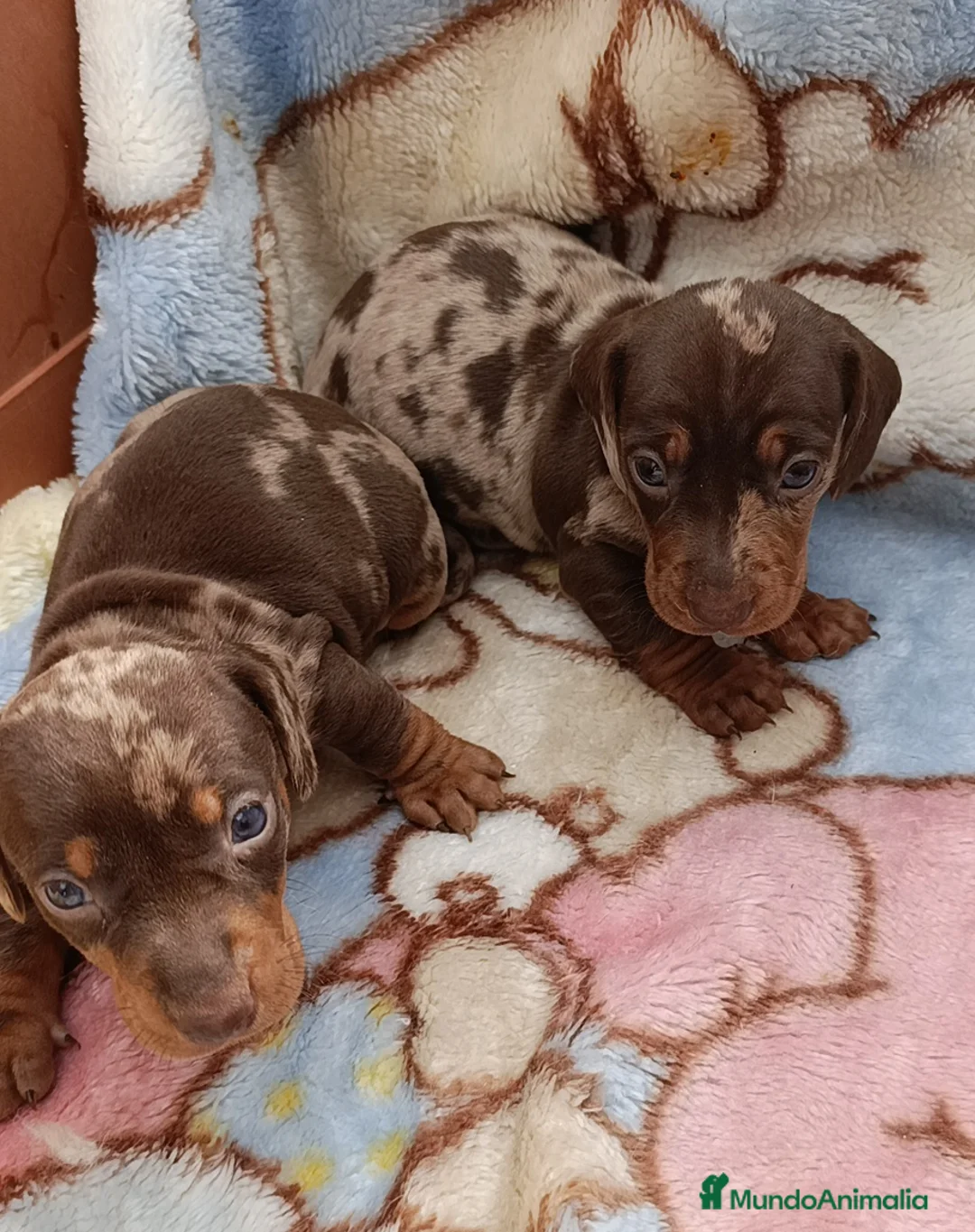 Teckel Miniatura perros en venta: Bellos teckel kaninchen unas miniaturas  - Anuncio 1