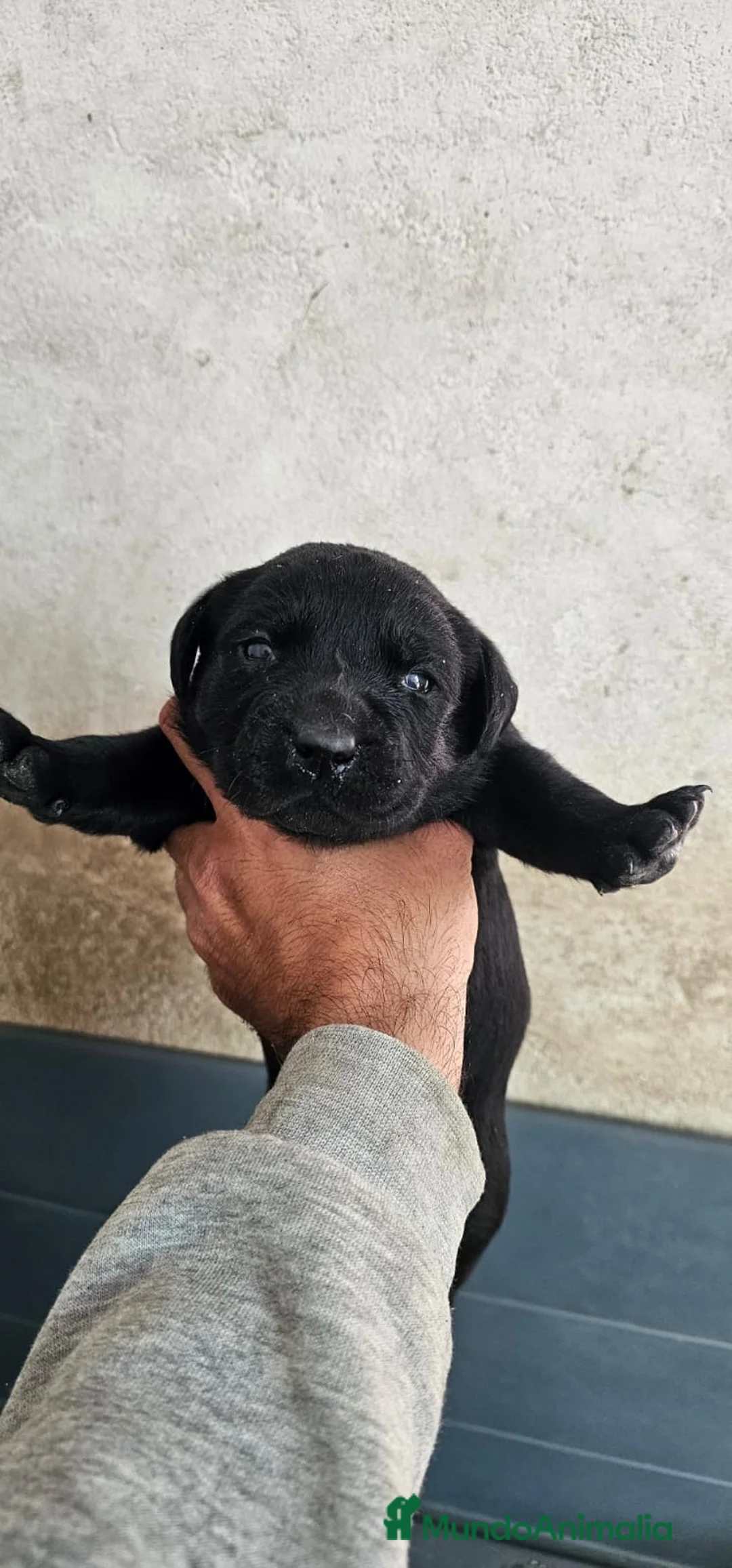 Labrador Retriever perros en venta: Preciosos labradores retriever - Anuncio 3