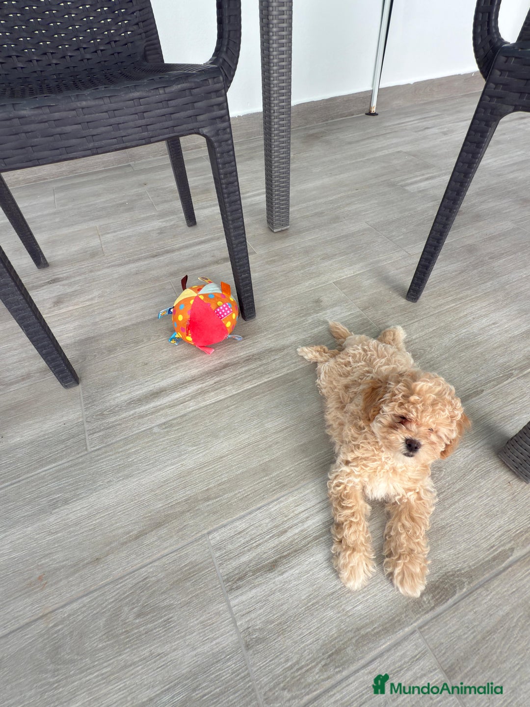 Raza Mixta perros en venta: Caniches toy/enanos - Imagen 2