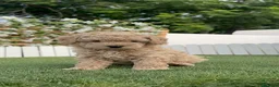 Caniche Enano perros en venta: CANICHE ENANO - Anuncio 6