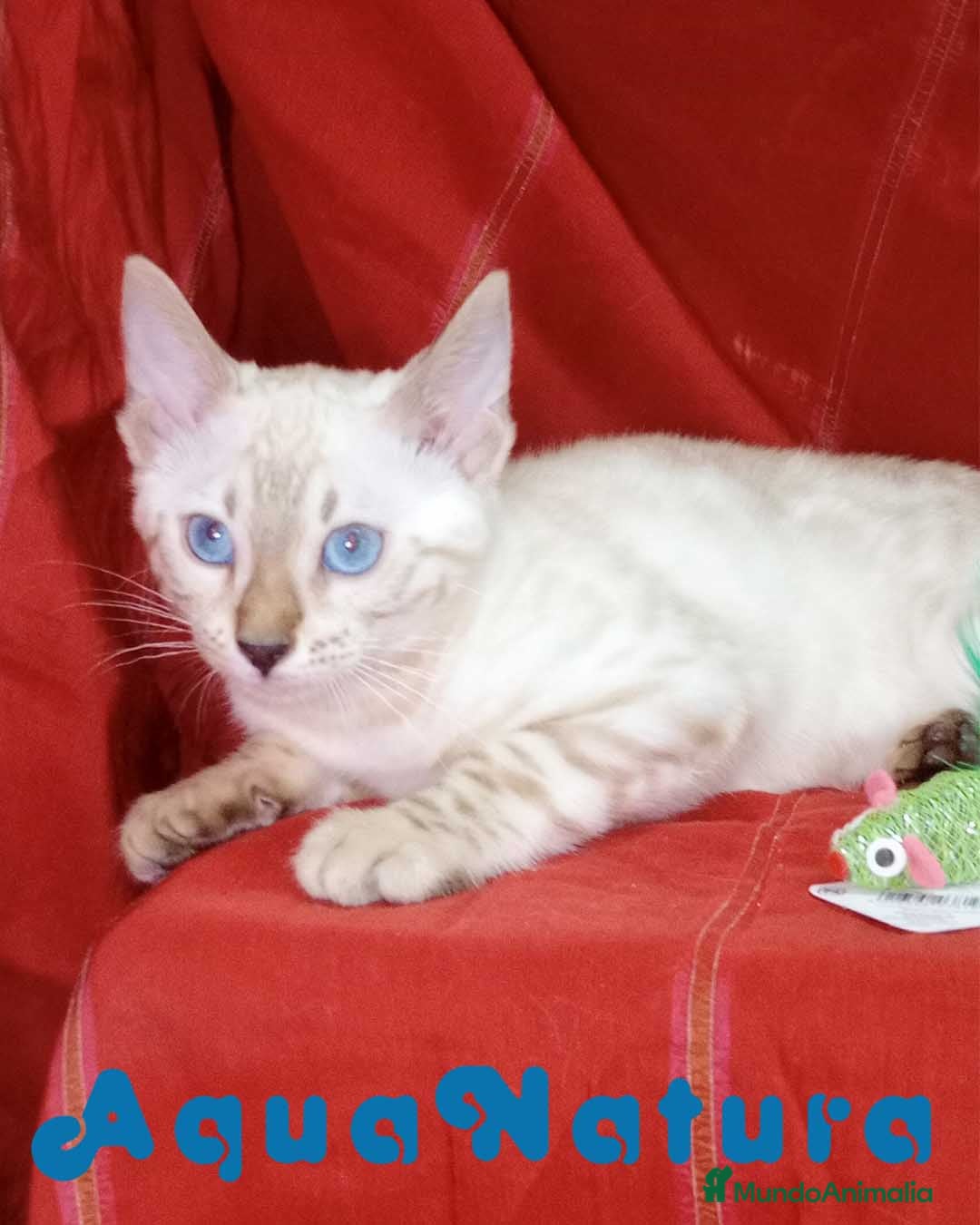 Bengalí gatos Bengali Hembra 6263 - AQUANATURA en Barcelona - Anuncio 19