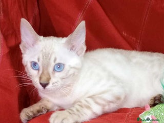 Bengalí gatos Bengali Hembra 6263 - AQUANATURA en Barcelona - Anuncio 2