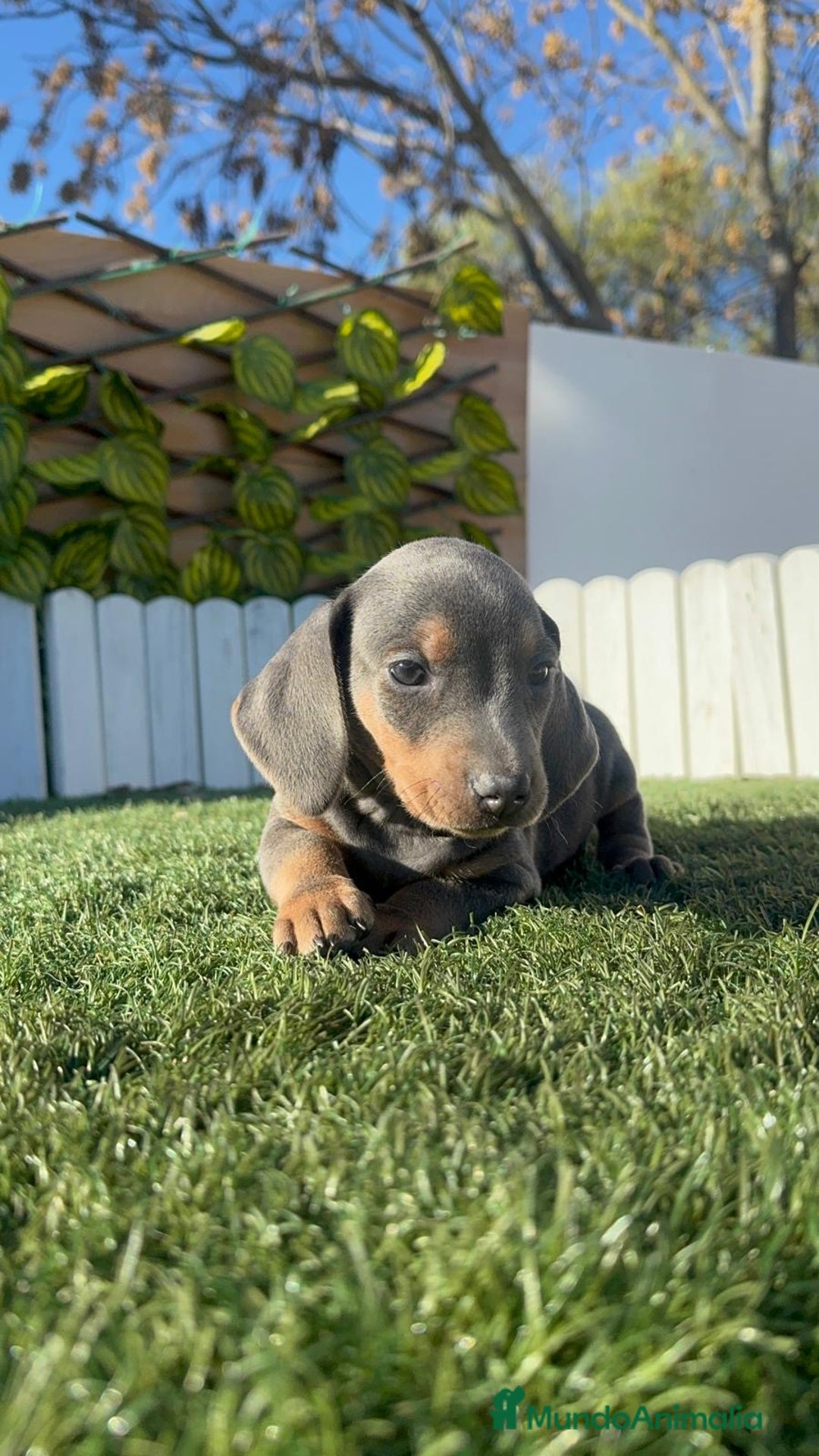 Teckel Miniatura perros en venta: TECKEL MINIATURA BLUE - Anuncio 8