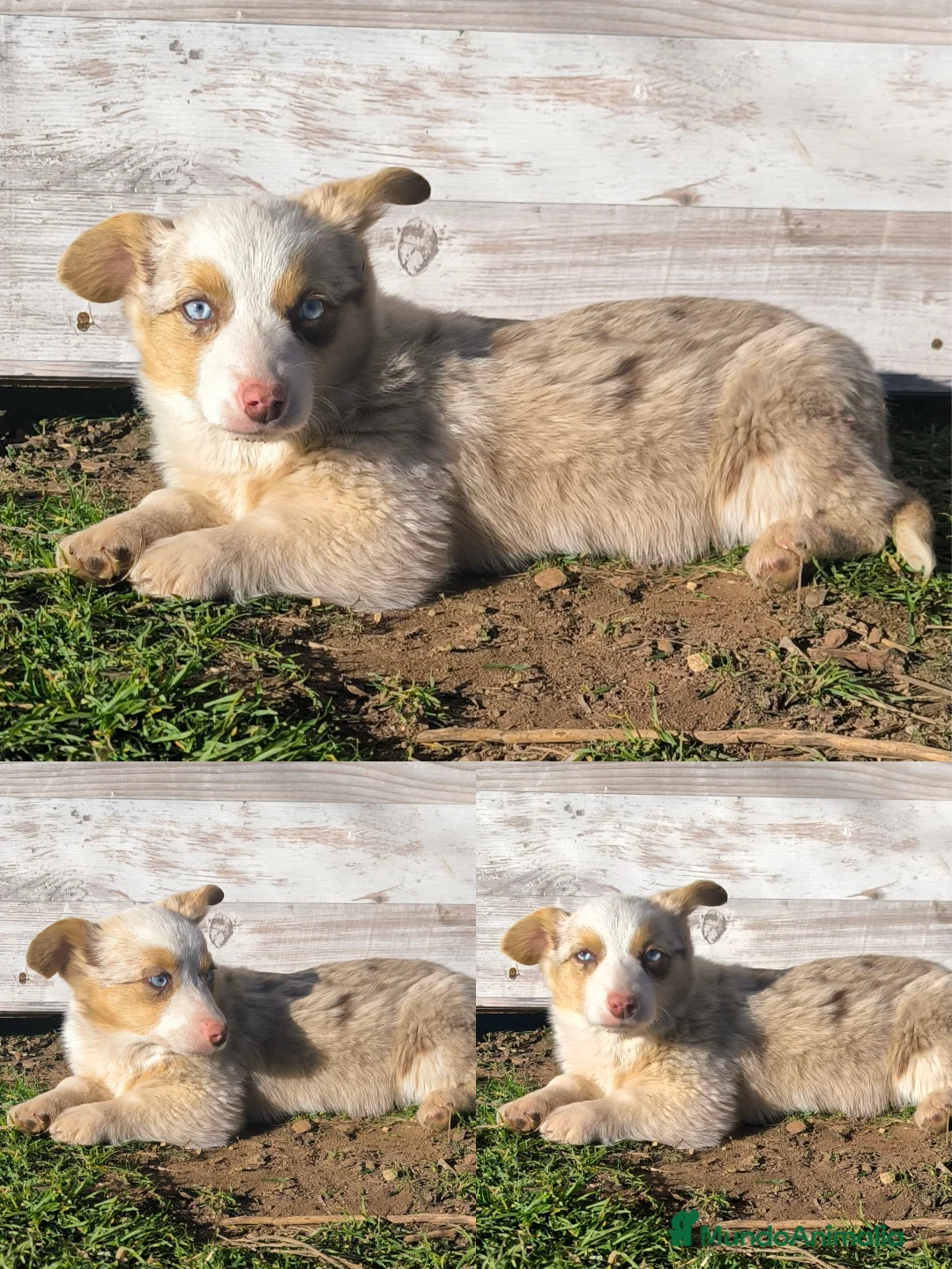 Welsh Corgi Cardigan perros en venta: Corgi  - Anuncio 4