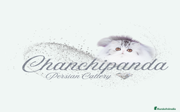 Persa gatos en venta: Gatito Persa - Anuncio 1