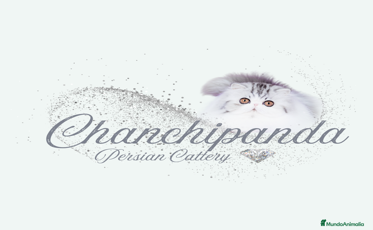Persa gatos Gatito Persa - Anuncio 2