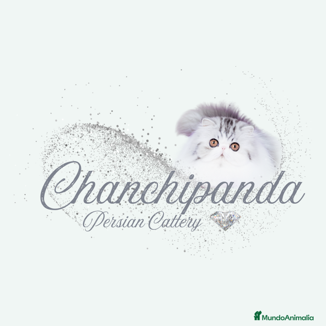 Persa gatos en venta: Gatito Persa - Anuncio 1