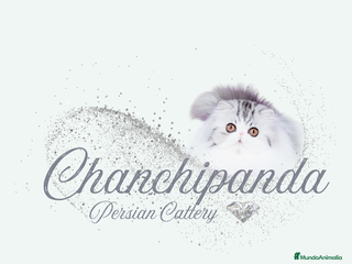 Persa gatos Gatito Persa - Anuncio 1