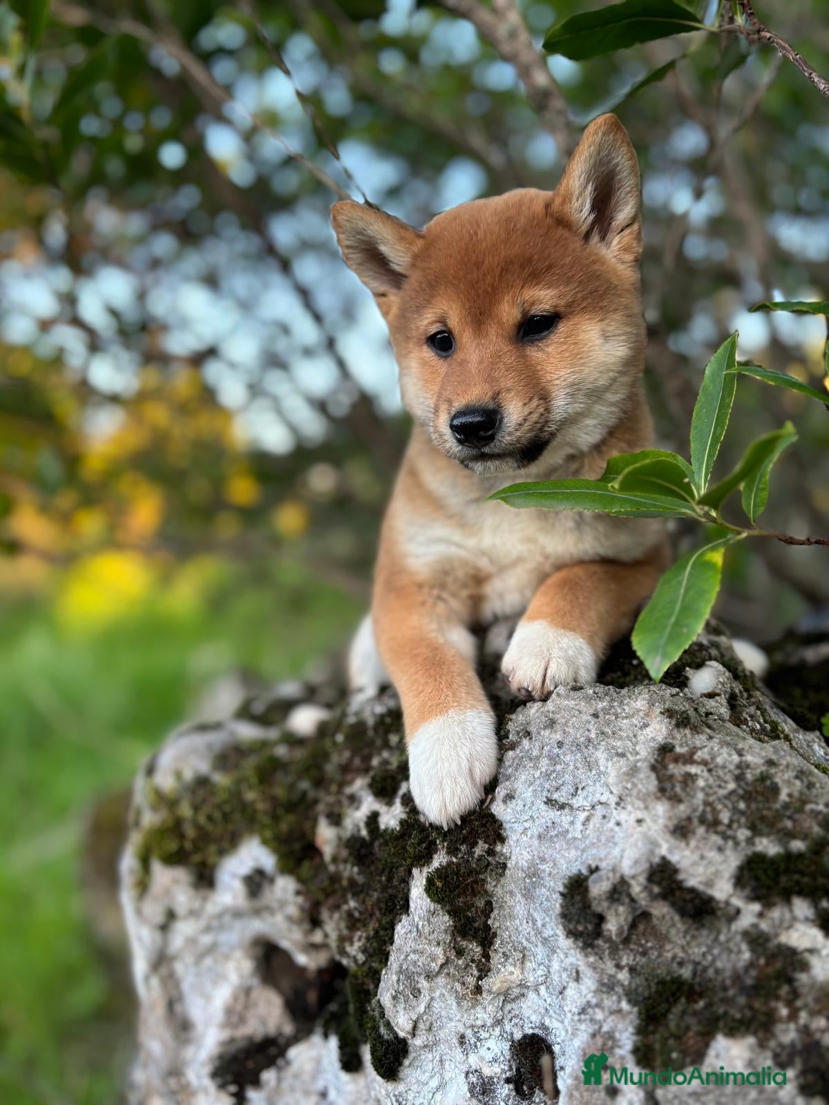Shiba Inu perros Shiba Inu  - Anuncio 1