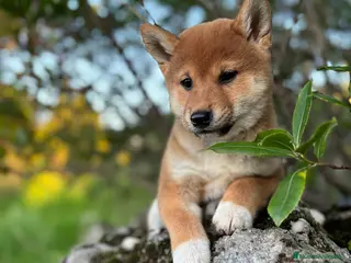 Shiba Inu perros Shiba Inu - Anuncio 1