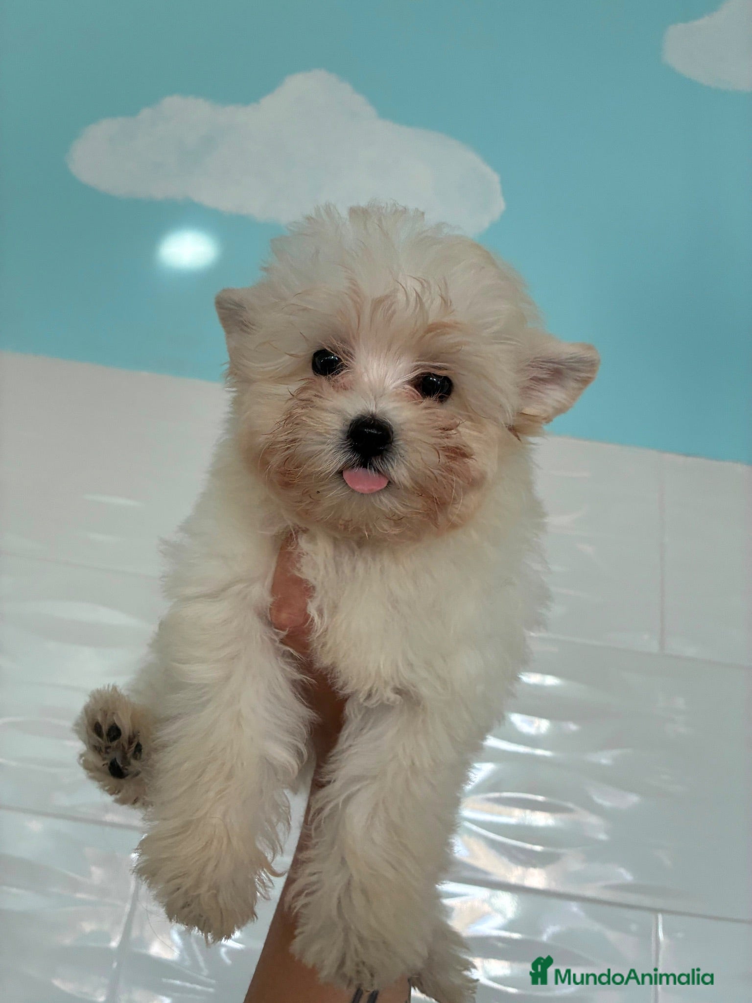 Maltipoo perros Cachorro - Anuncio 1