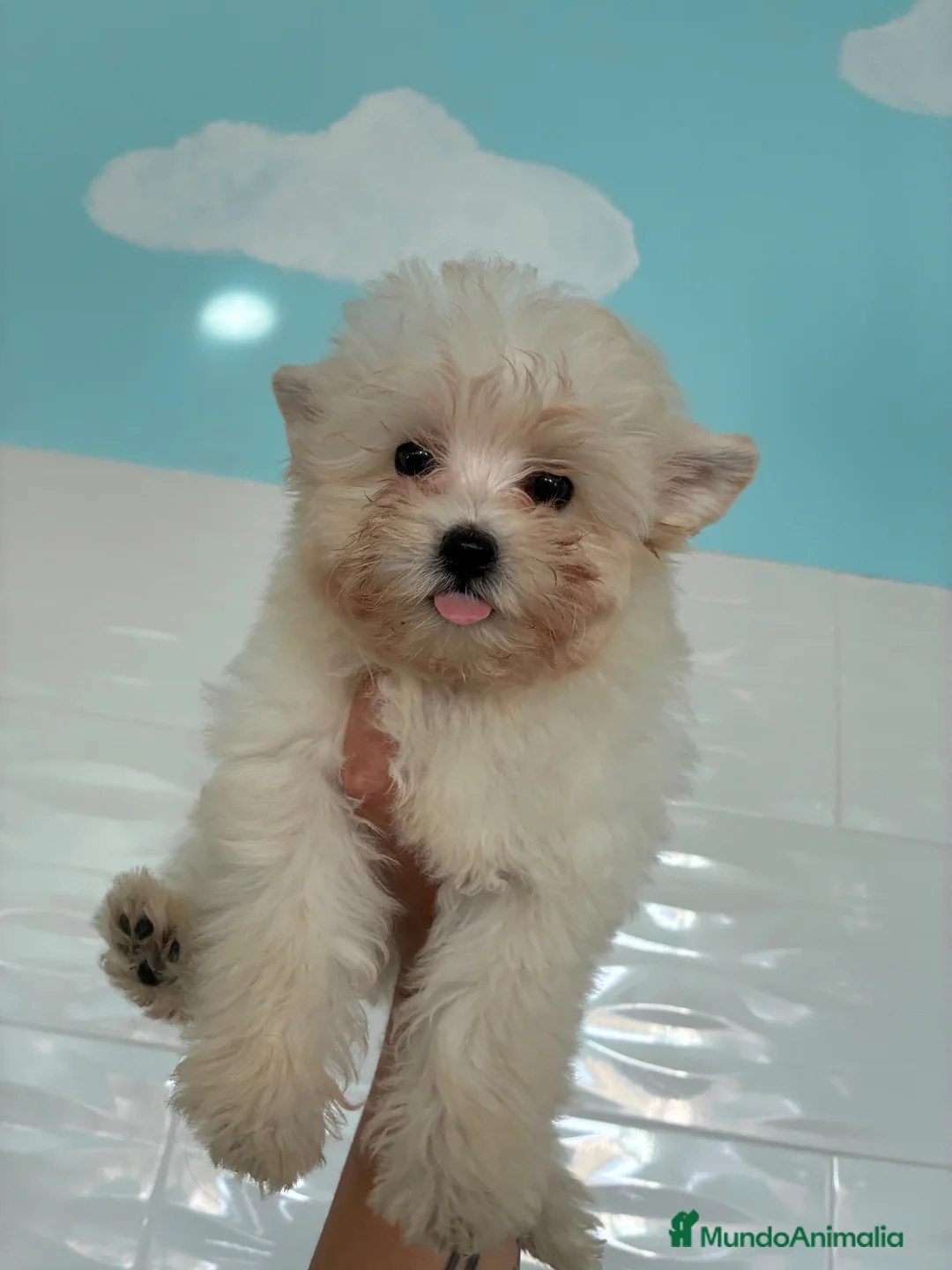 Maltipoo perros en venta: Cachorro - Anuncio 1