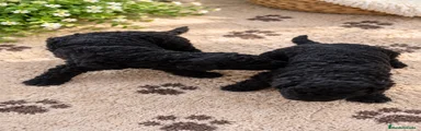 Perro de Agua Español 3